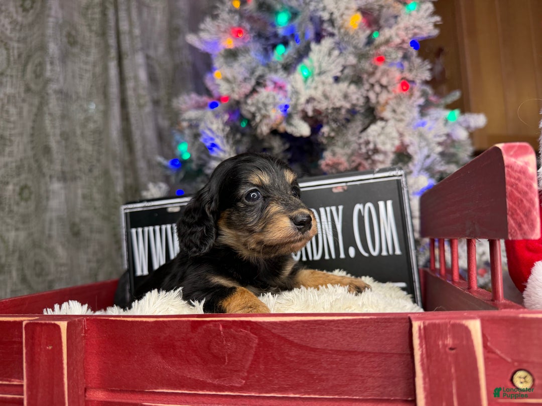 Miniature Dachshund dogs for sale: Russian red Triscuit larger - Ad 18