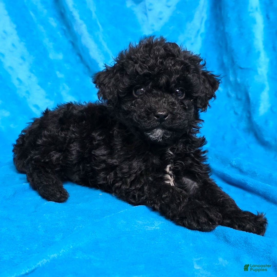 Mixed Breed dogs for sale: Dixon - Ad 2