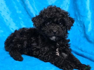 Mixed Breed dogs Dixon - Ad 37