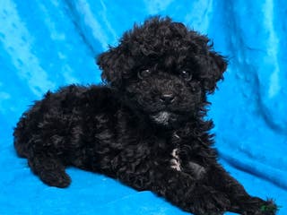 Mixed Breed dogs Dixon - Ad 22