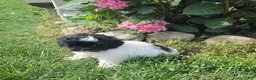 Shihpoo dogs for sale: Vicky - Ad 9