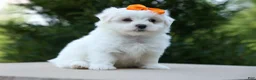 Maltese dogs for sale: PATRICK - Ad 4