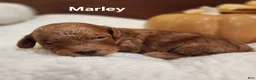 Cavapoo dogs for sale: Marley - Ad 8
