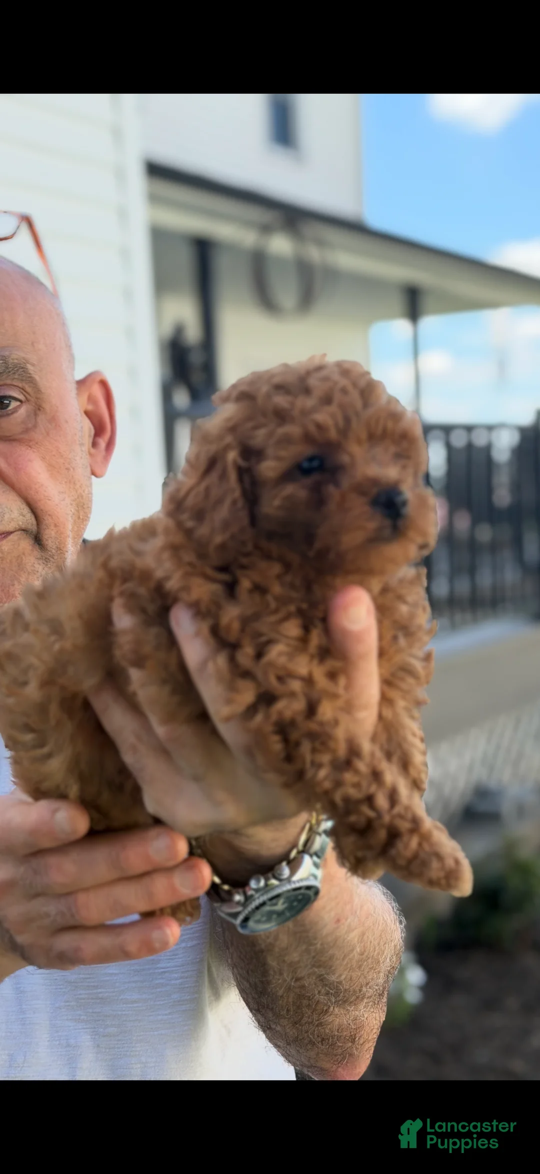 Toy Poodle dogs for sale: Toy Poodle 1 - Ad 2