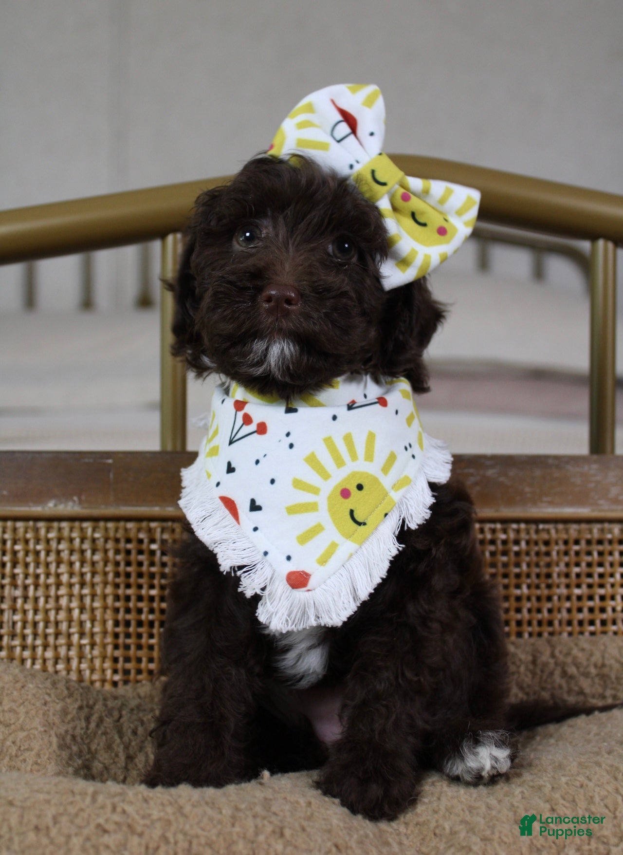Goldendoodle dogs Rainbow  - Ad 1