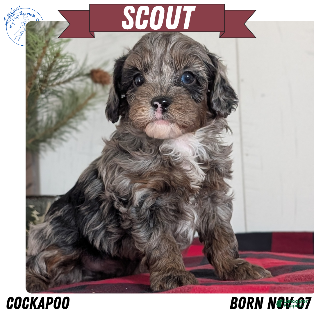Cockapoo dogs for sale: Scout - Ad 1