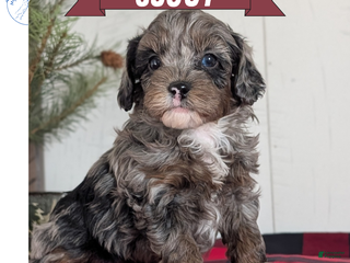 Cockapoo dogs Scout - Ad 10