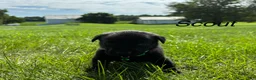 Labrador Retriever dogs for sale: scout - Ad 9