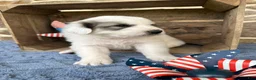 Great Pyrenees dogs for sale: AKC Savannah - Ad 3