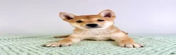 Shiba Inu dogs for sale: AKC Cricket - Ad 3