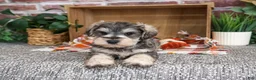 Miniature Schnauzer dogs for sale: Washington - Ad 5