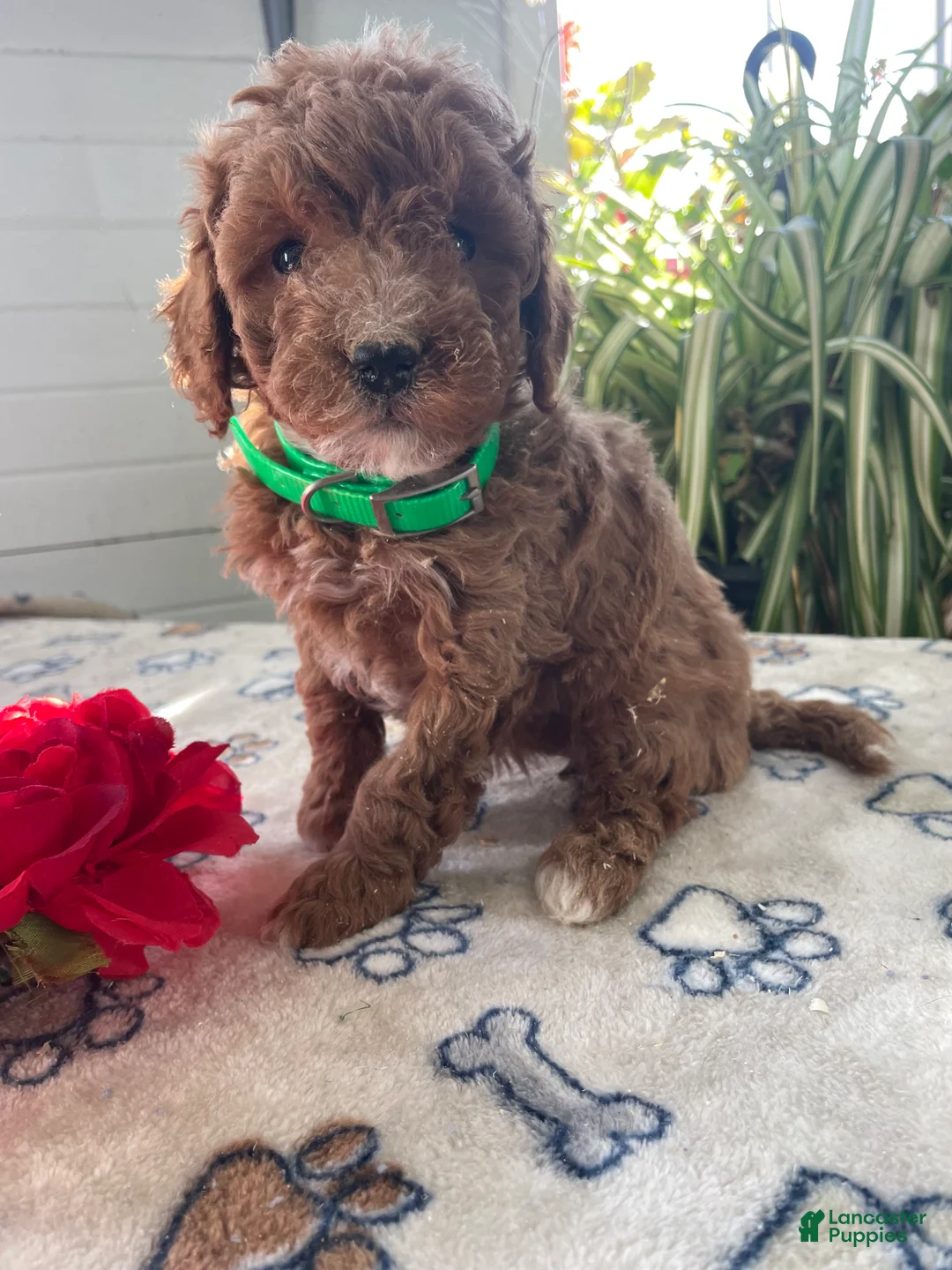 Mini Goldendoodle dogs for sale: Rosie - Ad 2