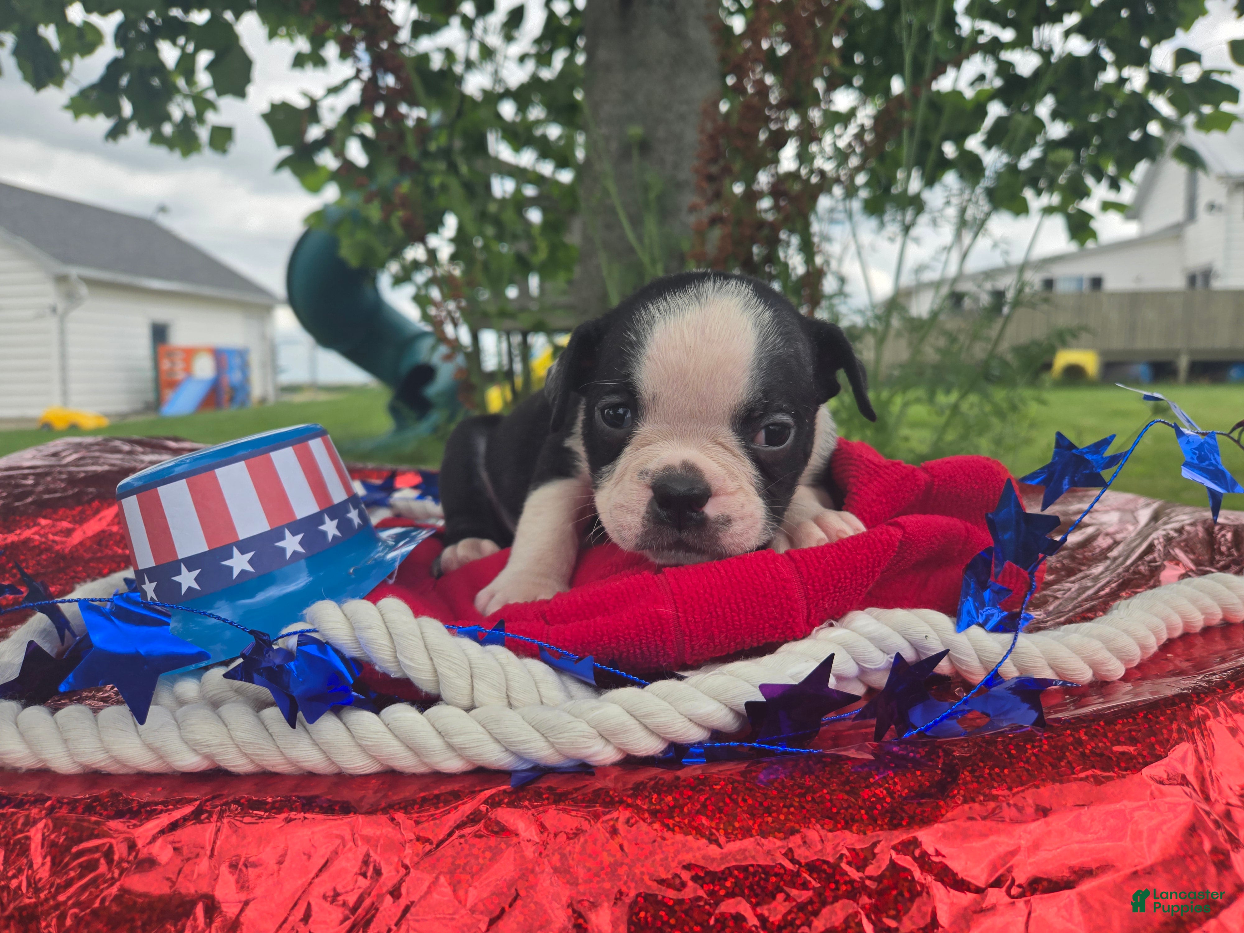 Olde English Bulldogge dogs Forky - Ad 2