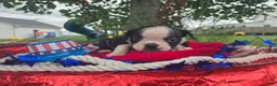 Olde English Bulldogge dogs for sale: Forky - Ad 7