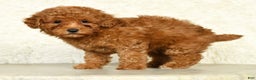 Miniature Labradoodle dogs for sale: Ditto - Ad 3