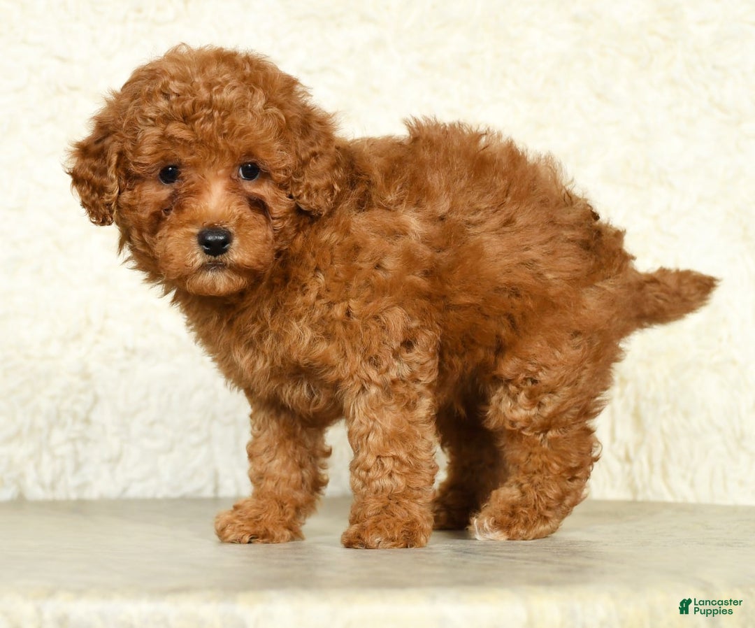 Miniature Labradoodle dogs for sale: Ditto - Ad 3