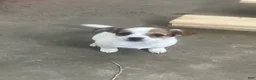 Chihuahua dogs for sale: Jolene - Ad 2