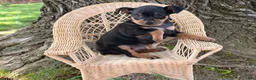 Miniature Pinscher dogs for sale: Isaac  - Ad 4