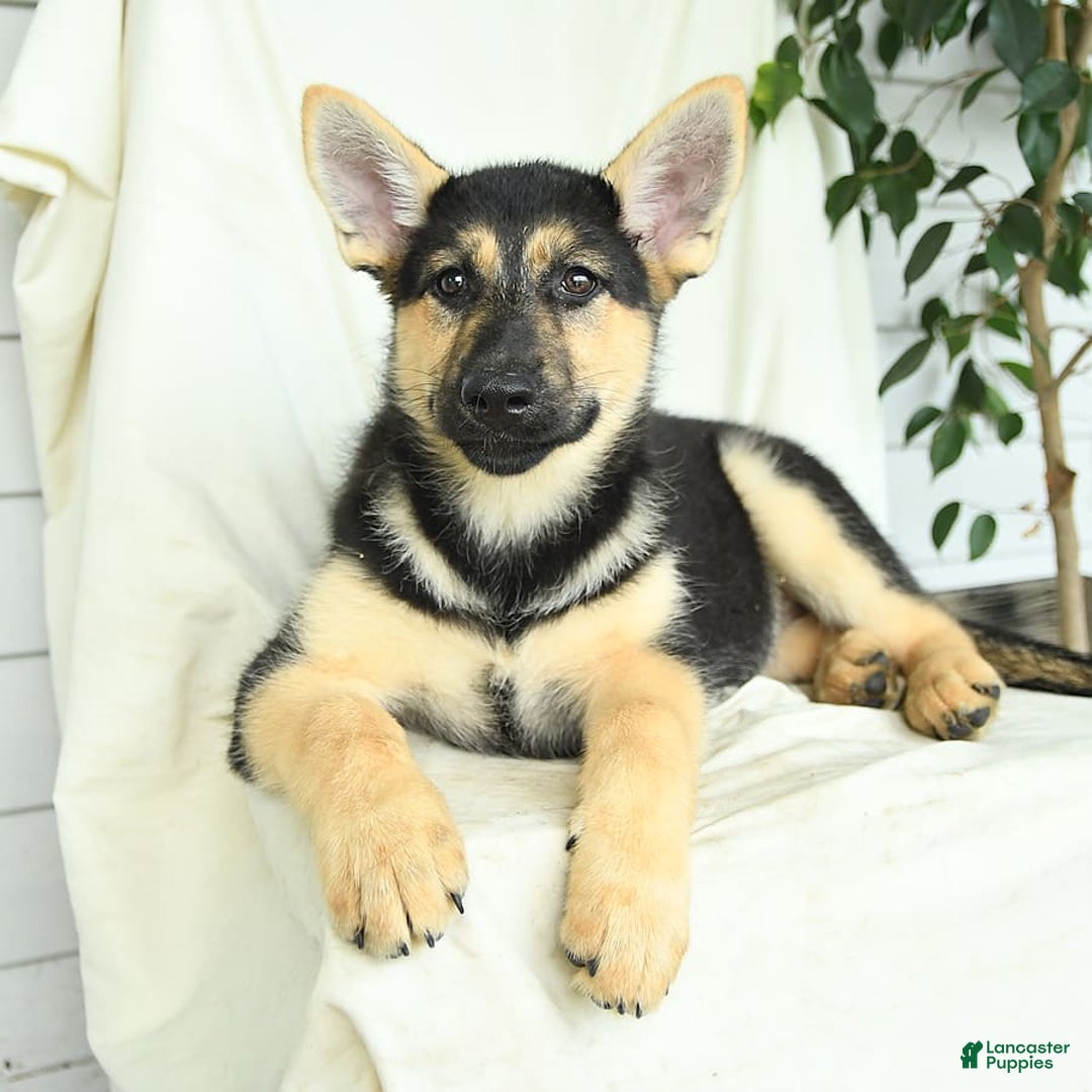 Gerberian Shepsky dogs for sale: Montana - Ad 2