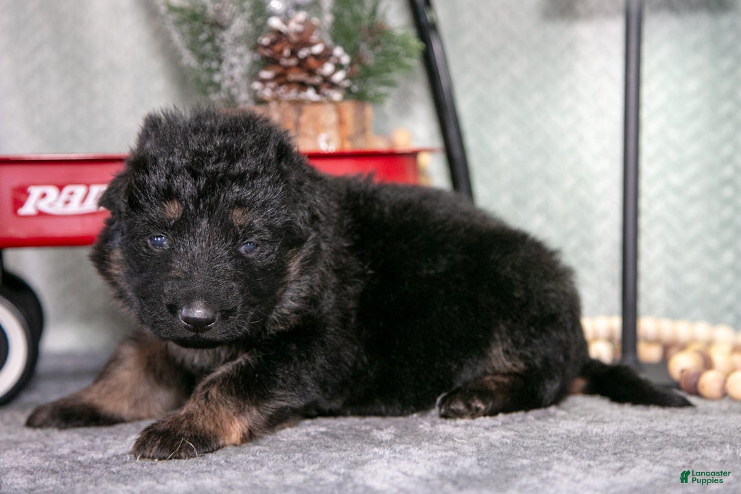 German Shepherd dogs for sale: Liam - Ad 1