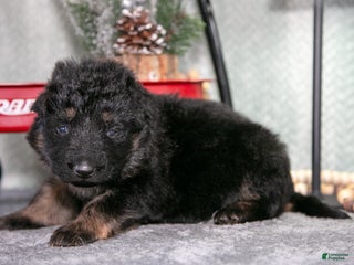 German Shepherd dogs Liam - Ad 8