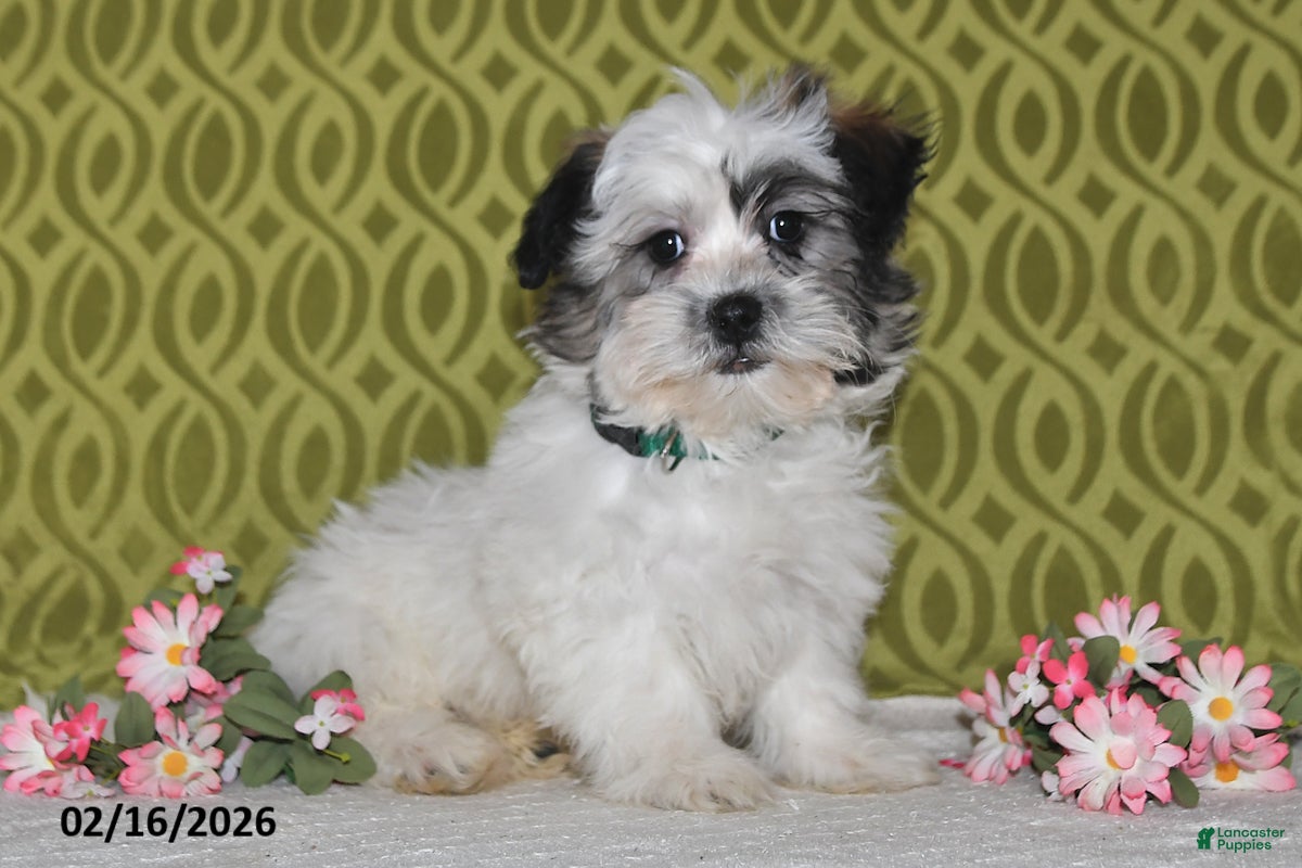 Teddy Bear dogs Jasper - Ad 1