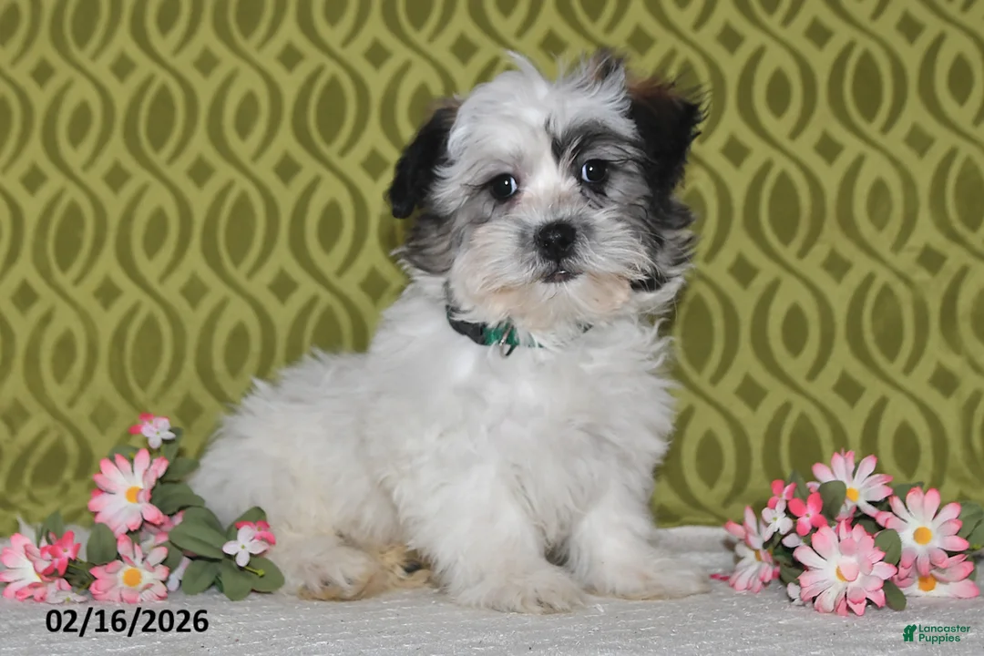 Teddy Bear dogs for sale: Jasper - Ad 1