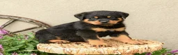 Rottweiler dogs for sale: Ryder - Ad 4