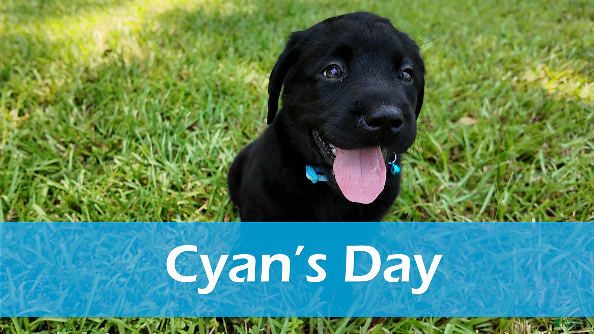 Labrador Retriever dogs Cyan - AKC English Lab - Ad 33