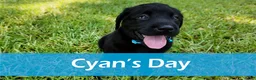 Labrador Retriever dogs for sale: Cyan - AKC English Lab - Ad 1
