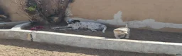 Mixed Breed dogs for sale: Mixed Breed Puppy 3 - Ad 2