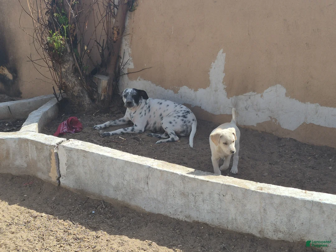 Mixed Breed dogs for sale: Mixed Breed Puppy 3 - Ad 2