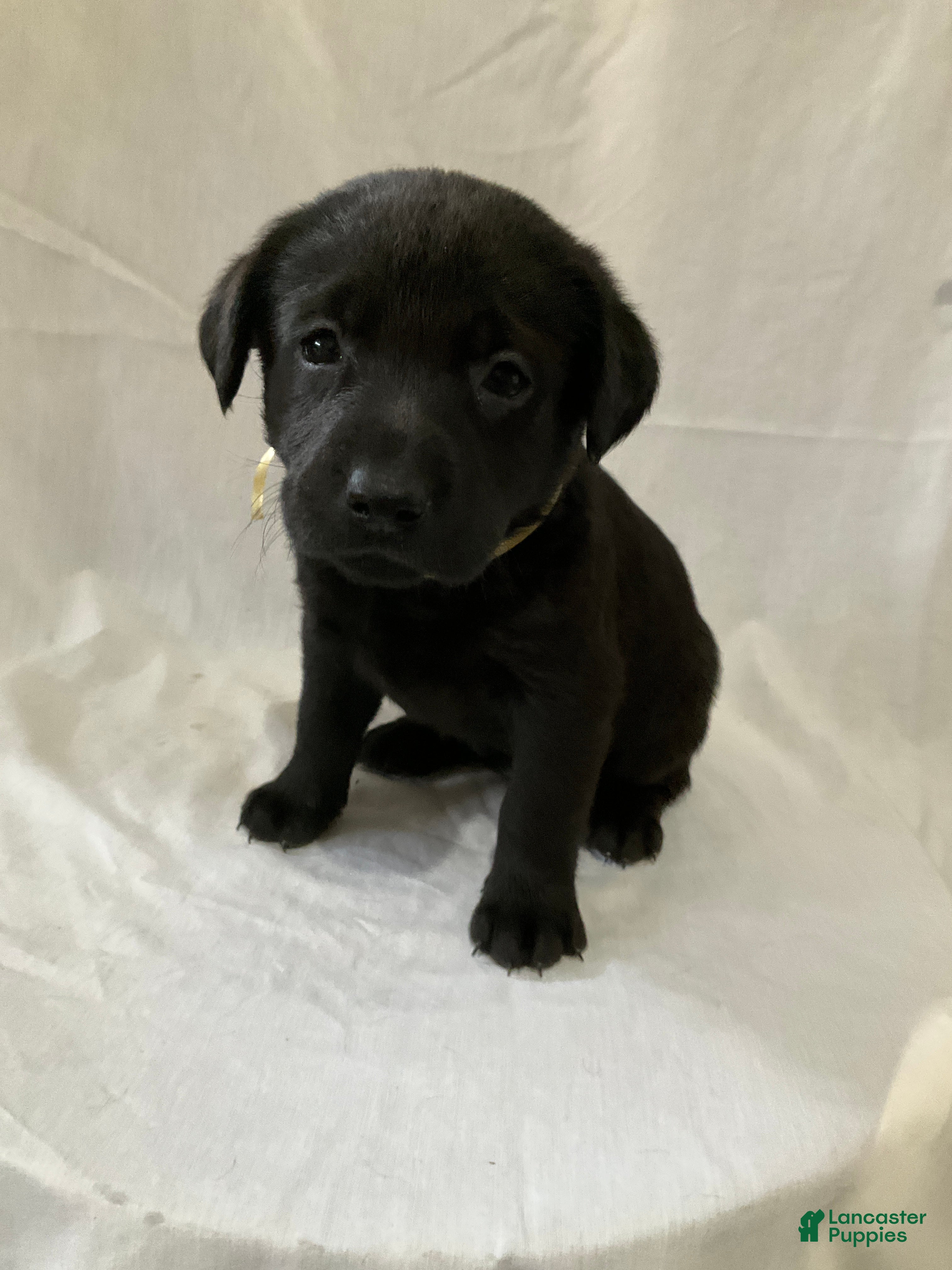 Labrador Retriever dogs Sadie - Ad 22
