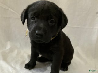 Labrador Retriever dogs Sadie - Ad 20