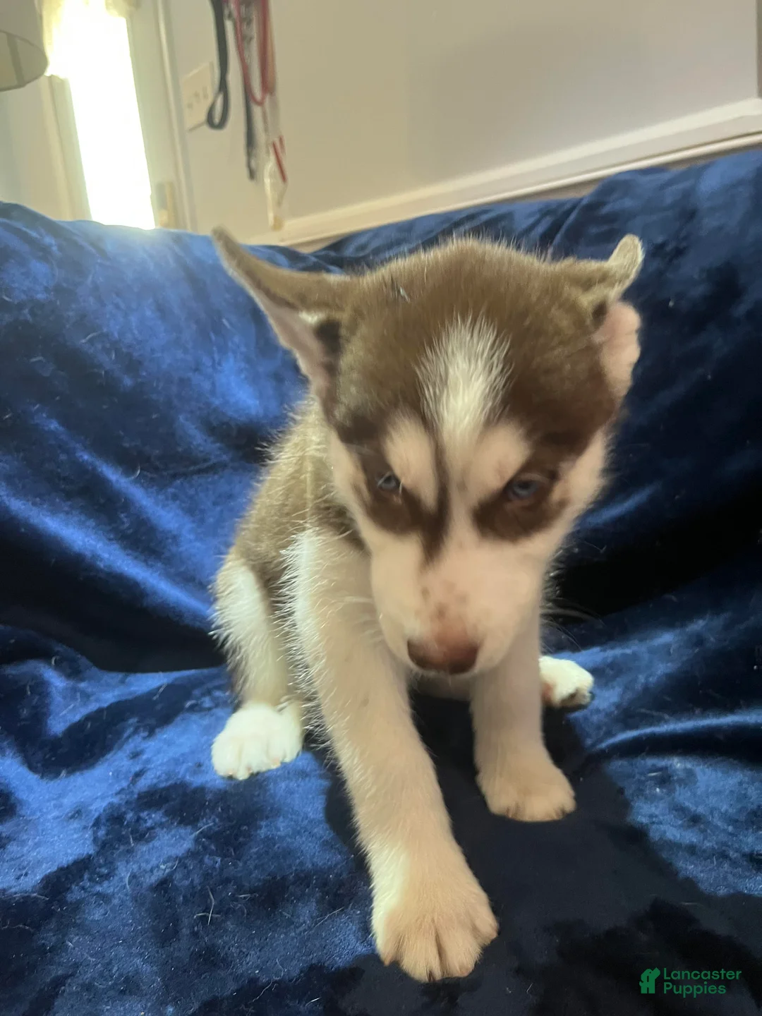 Siberian Husky dogs for sale: Max - Ad 1