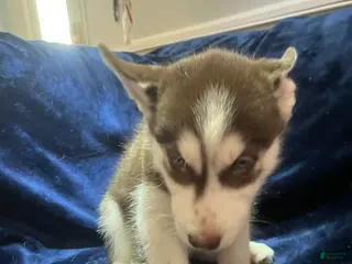 Siberian Husky dogs for sale: Max - Ad 3