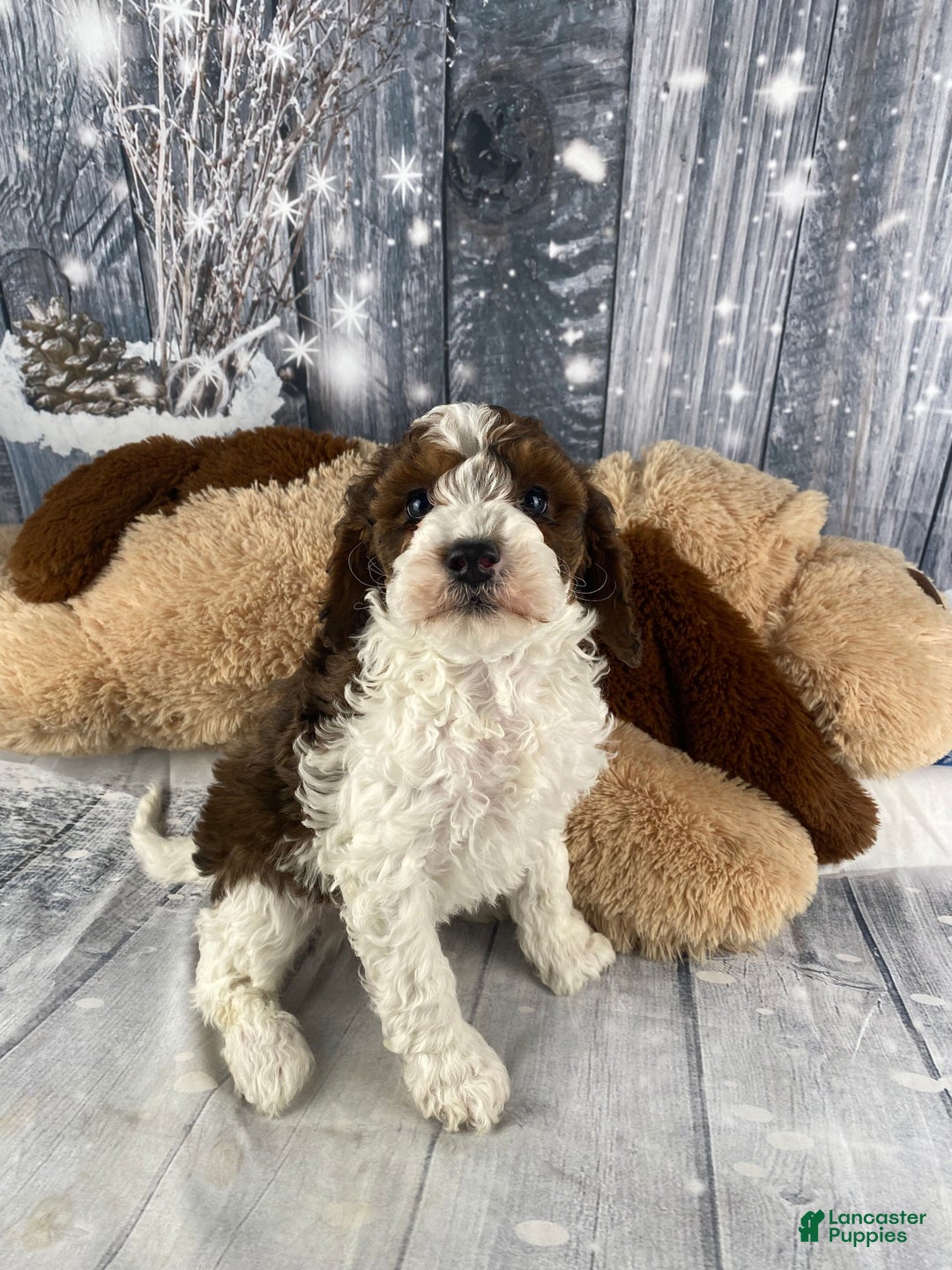 Cavapoo dogs for sale: Otto - Ad 5