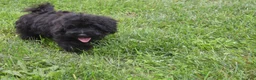 Maltipoo dogs for sale: Piper - Ad 4