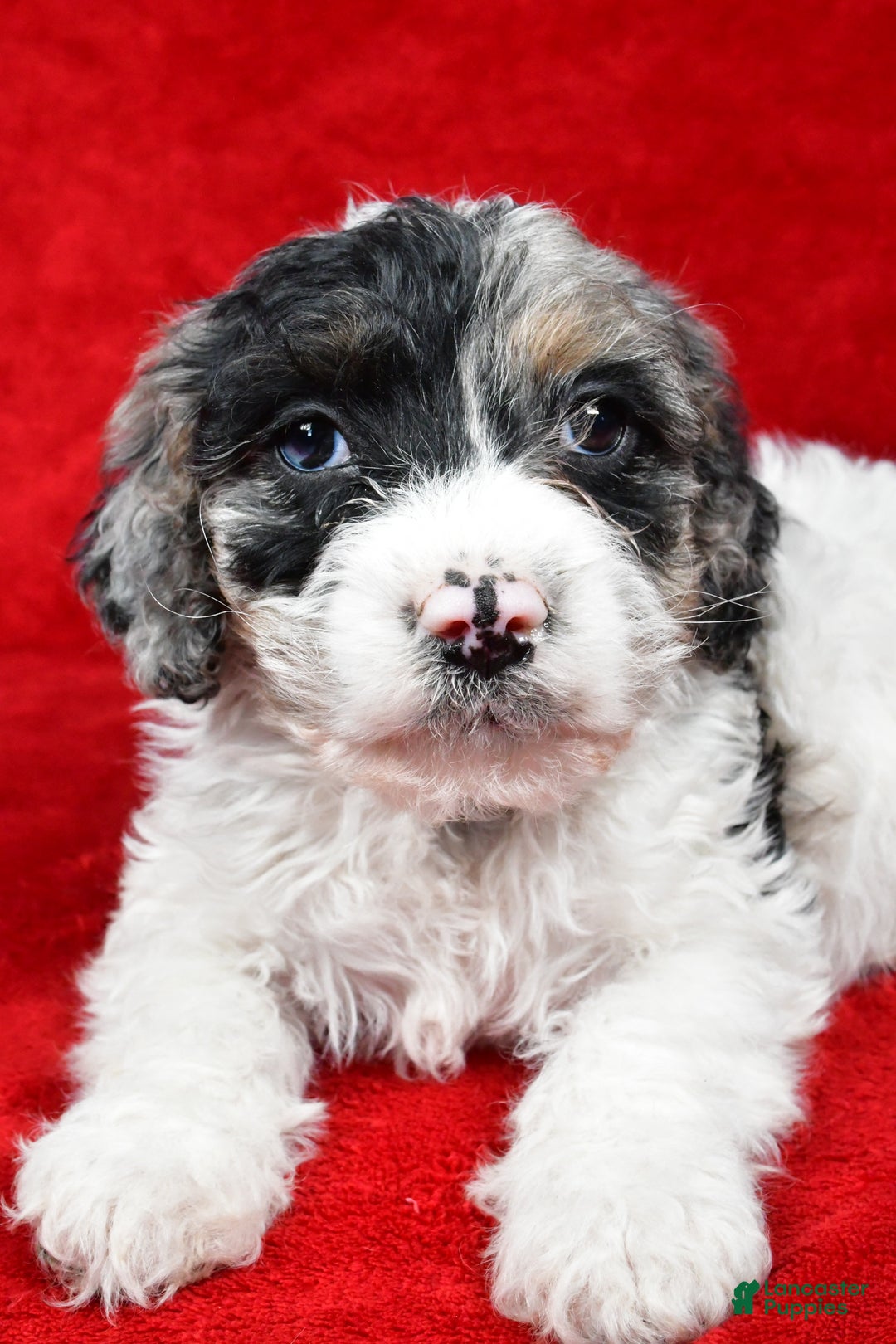 Cockapoo dogs for sale: Myles - Ad 2