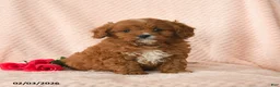 Cavapoo dogs for sale: Dash - Ad 3