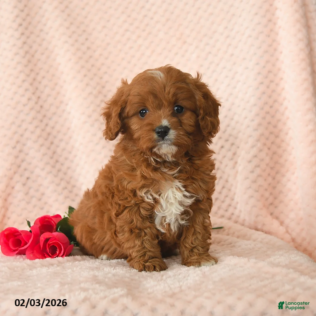Cavapoo dogs for sale: Dash - Ad 3