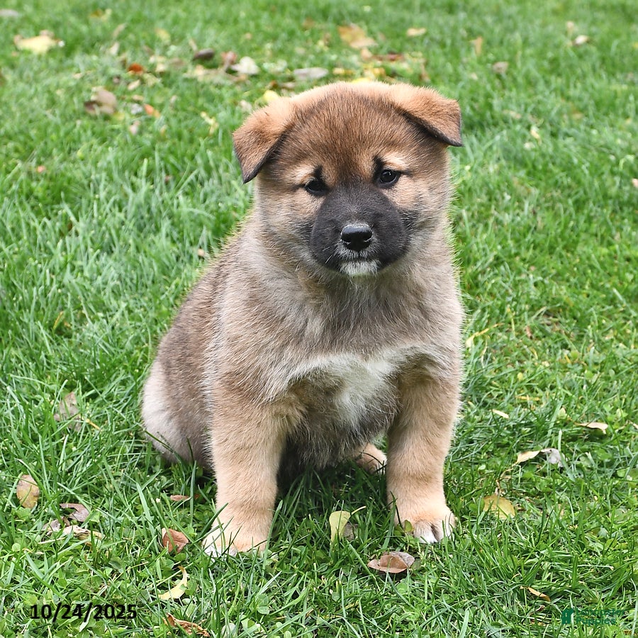 Shiba Inu Puppies for sale in New York Lancaster Puppies
