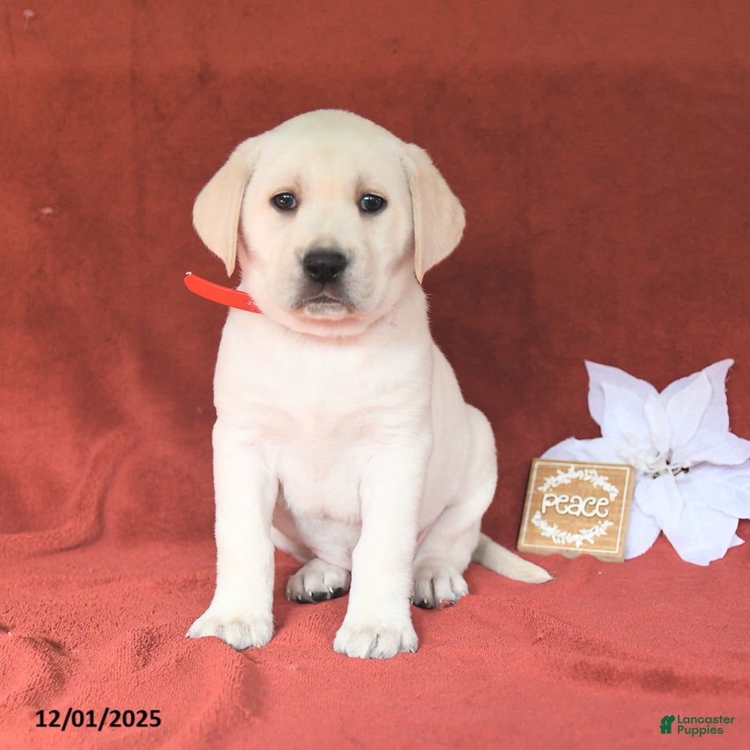 Labrador Retriever dogs for sale: Ginger - Ad 1