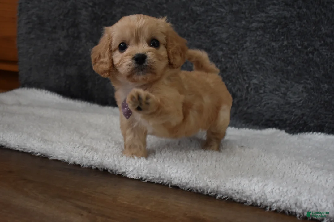 Cavachon dogs for sale: Paige  - Ad 5