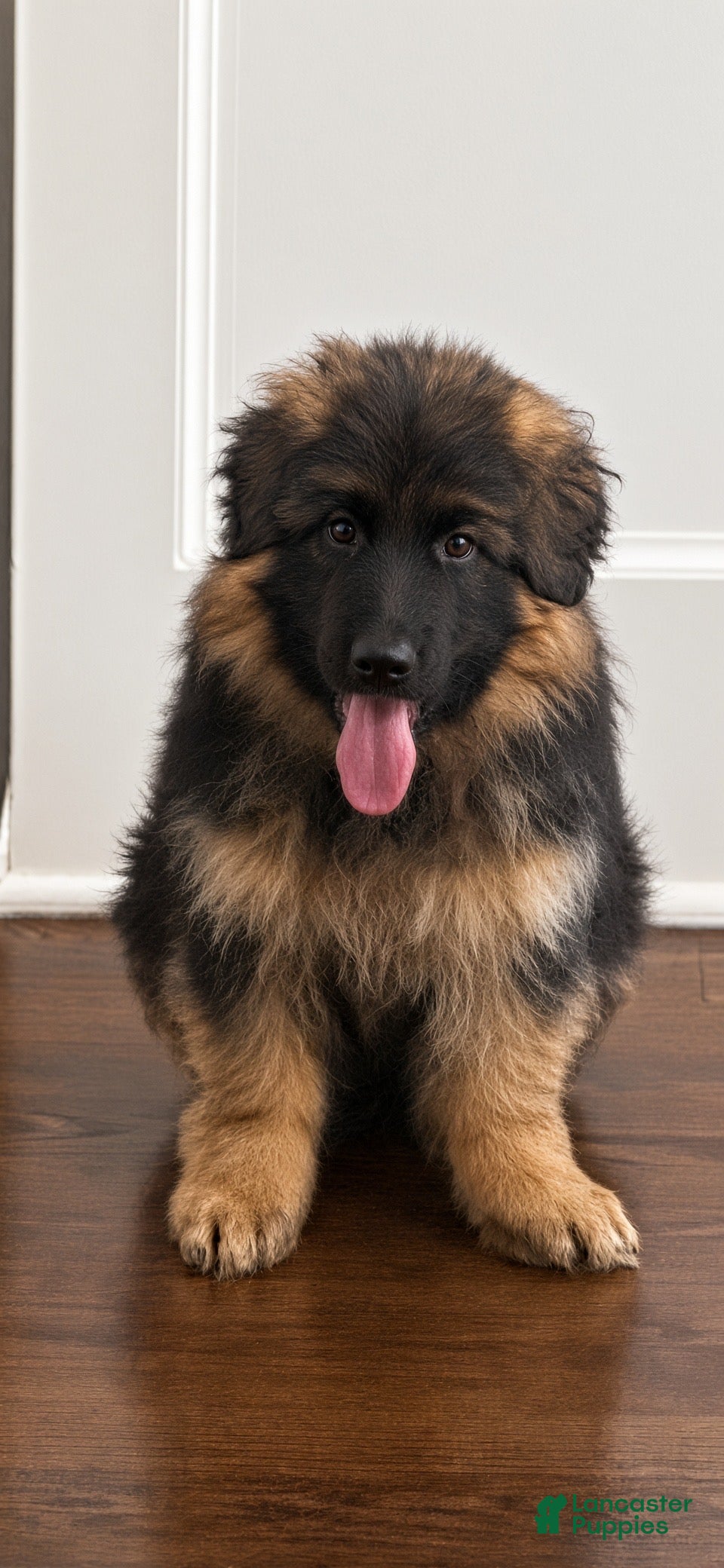 German Shepherd dogs Diva - Ad 1