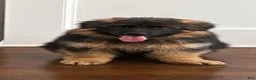 German Shepherd dogs for sale: Diva - Ad 1