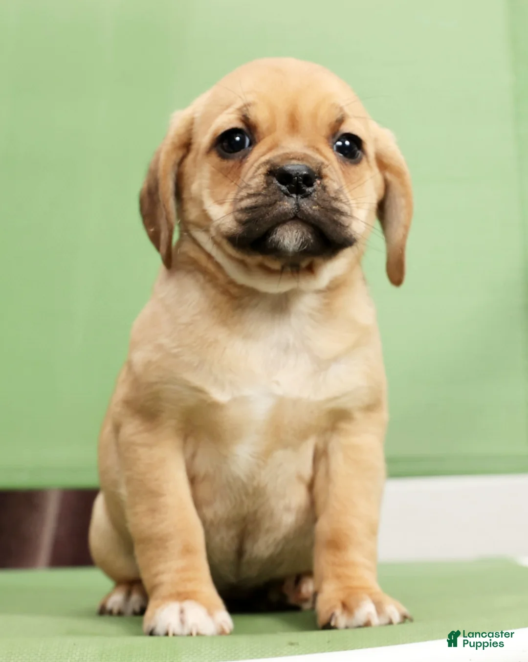Puggle dogs for sale: Dorothy - Ad 7