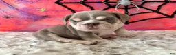 English Bulldog dogs for sale: Aleco  - Ad 3