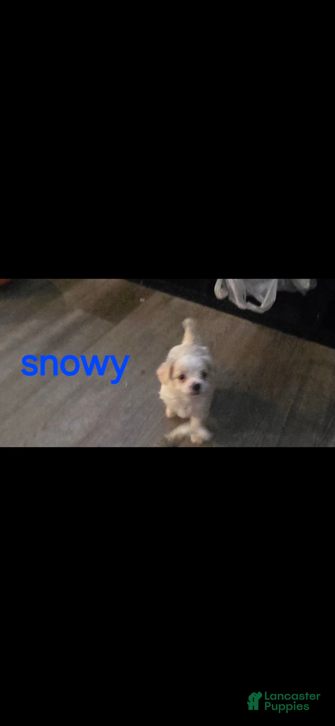 Yorkshire Terrier dogs Yorkshire Terrier 3 - Ad 18
