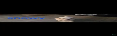 Yorkshire Terrier 3